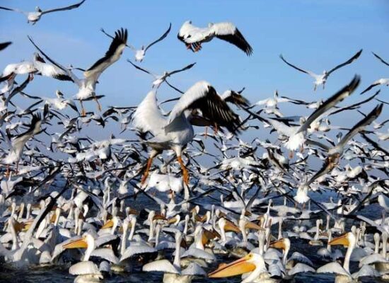 pelicanos-lago-de-chapala